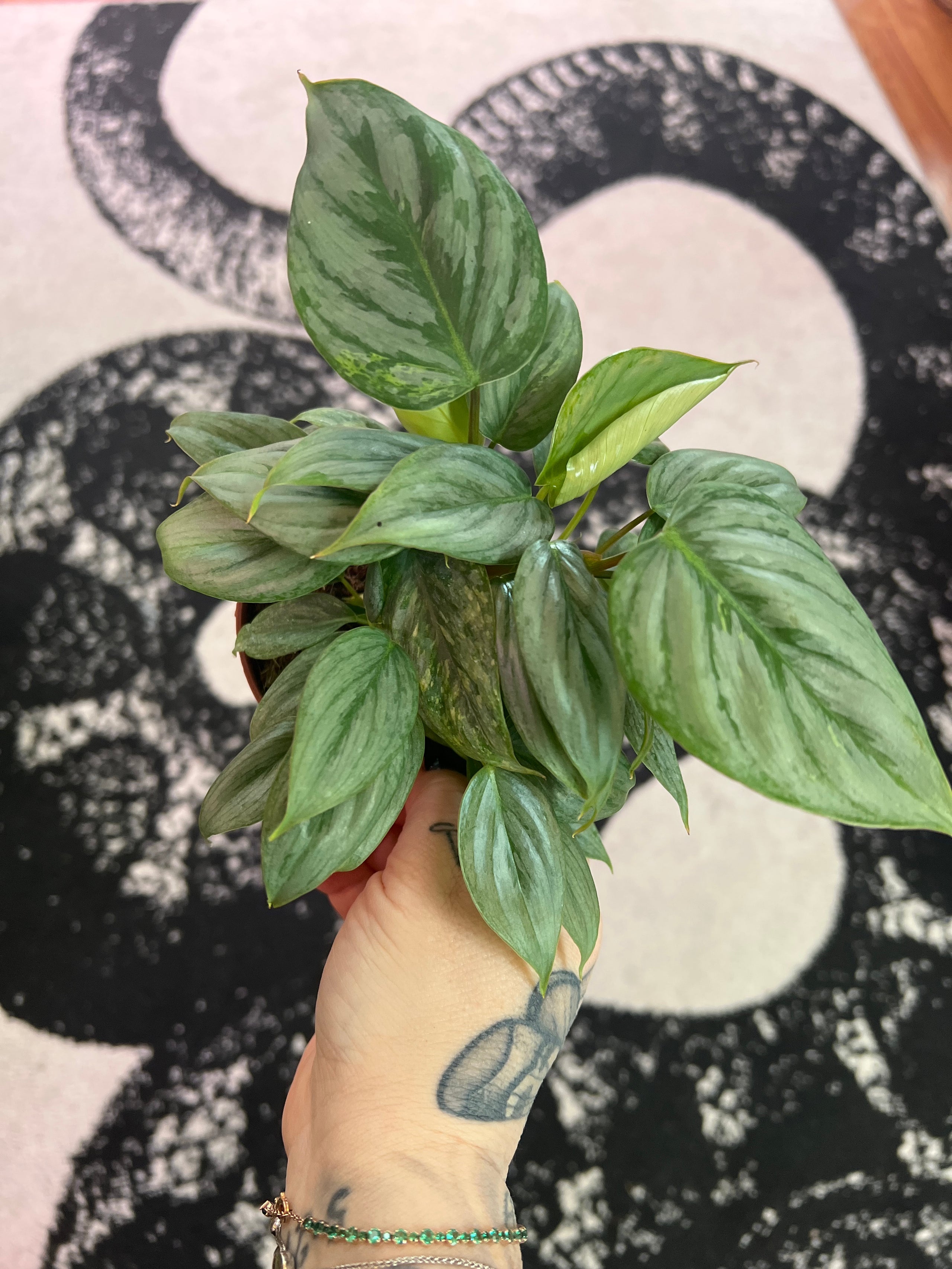 Philodendron Sodiroi Variegated | The Wicked Botanist